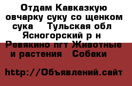 Отдам Кавказкую овчарку суку со щенком (сука) - Тульская обл., Ясногорский р-н, Ревякино пгт Животные и растения » Собаки   